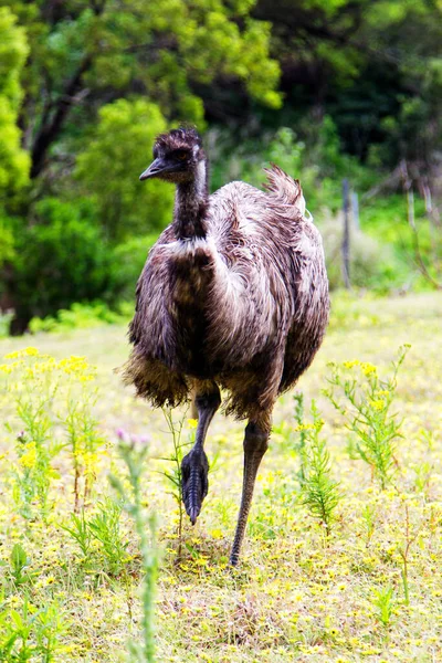 Emú Australiano Reserva Fauna Tower Hill Victoria Australia — Foto de Stock