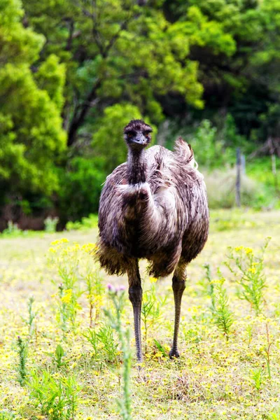 Australian Emu Tower Hill Wildlife Reserve Victoria Australia — Stock Photo, Image