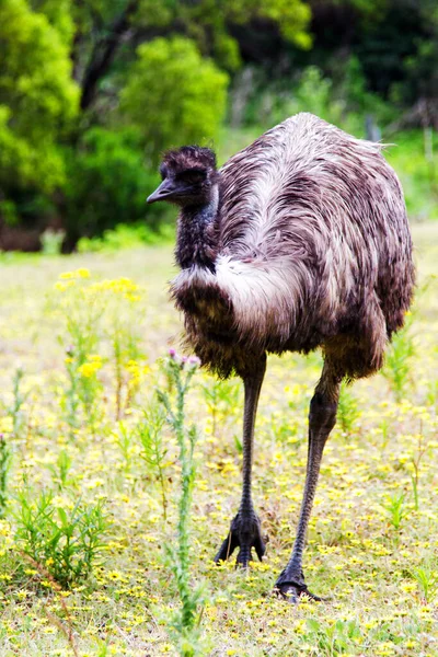 Emú Australiano Reserva Fauna Tower Hill Victoria Australia — Foto de Stock