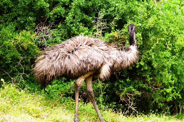 Emú Australiano Reserva Fauna Tower Hill Victoria Australia — Foto de Stock