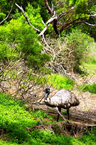 Australian Emu Bij Tower Hill Wildreservaat Victoria Australië — Stockfoto