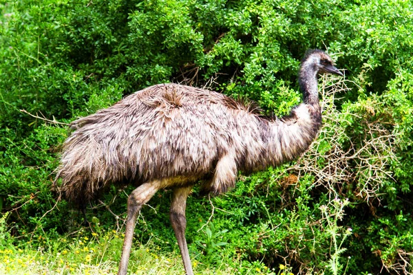 Αυστραλιανή Emu Στο Tower Hill Reserve Victoria Αυστραλία — Φωτογραφία Αρχείου