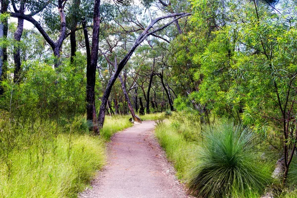 Vägen Nationalpark Australien — Stockfoto