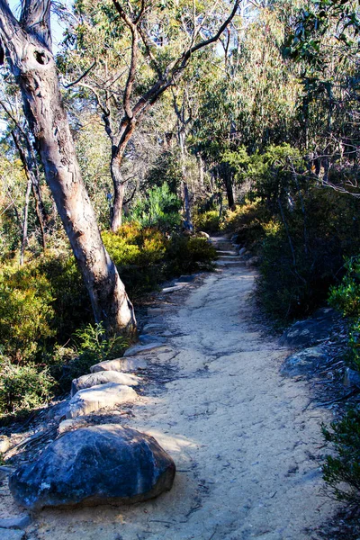 Pfad Nationalpark Australien — Stockfoto