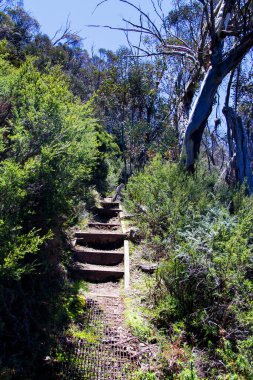 Avustralya 'daki milli parkta yol