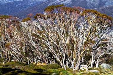 Kosciuszko Ulusal Parkı, Yeni Güney Galler, Avustralya