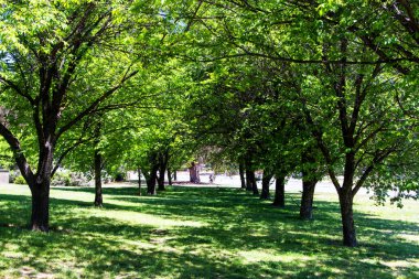 Avustralya 'daki Canberra şehri manzarası
