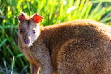 Avustralya 'nın çevik valabisi sahilde. Jervis Körfezi Ulusal Parkı, Yeni Güney Galler, Avustralya