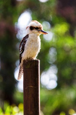 Güleç Kokaburra kuşu tünekte oturuyor.