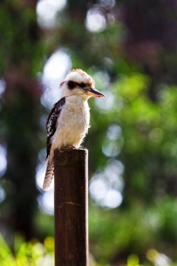 Güleç Kokaburra kuşu tünekte oturuyor.