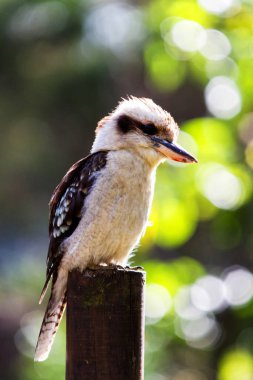 Güleç Kokaburra kuşu tünekte oturuyor.