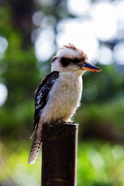 Güleç Kokaburra kuşu tünekte oturuyor.
