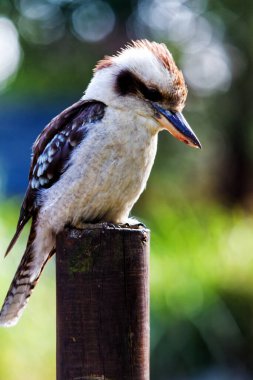 Güleç Kokaburra kuşu tünekte oturuyor.