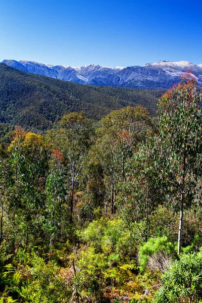 Parco Nazionale Kosciuszko Nuovo Galles Del Sud Australia — Foto Stock