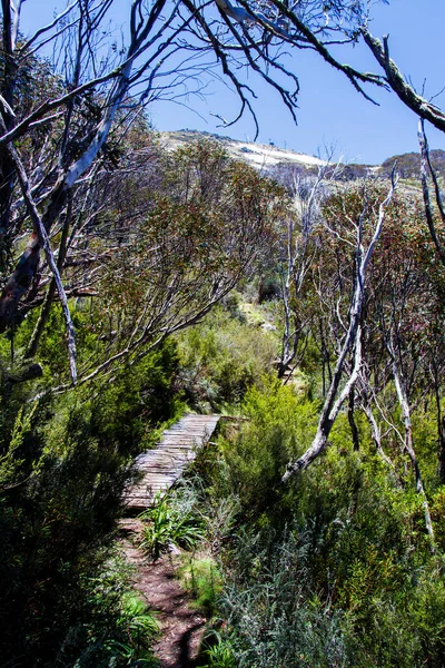 Kosciuszko Nationalpark New South Wales Australien — Stockfoto