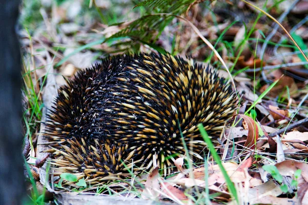 Echidna Tachyglossus Aculeatus Australia — Stock Photo, Image