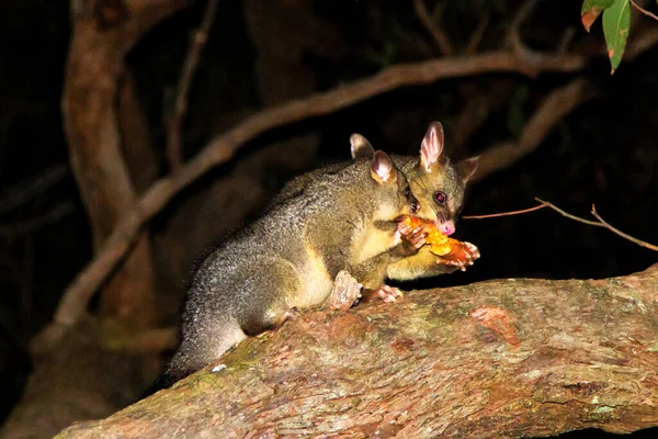 Australian Possum Night — Stock Photo, Image
