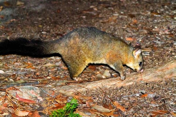 Gambá Australiano Noite — Fotografia de Stock