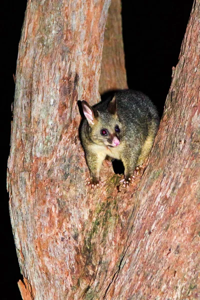 Australian Possum Night — Stock Photo, Image