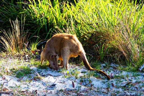 Wallaby Australien Agile Sur Plage Parc National Jervis Bay Nouvelle — Photo