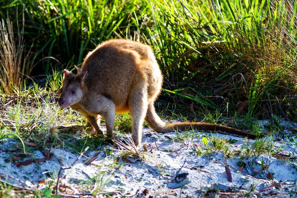 Wallaby Ágil Australiano Playa Parque Nacional Jervis Bay Nueva Gales — Foto de Stock