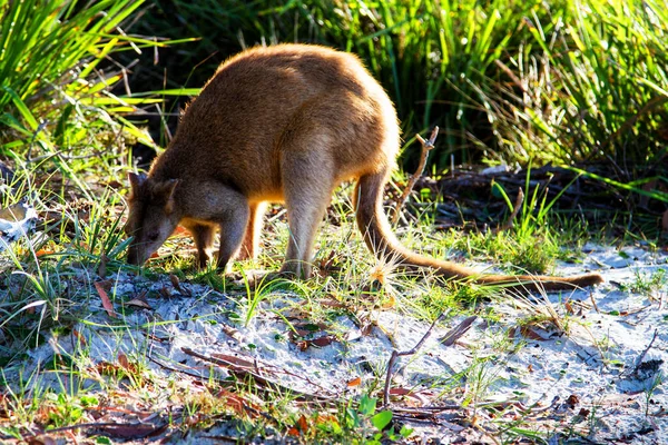 Wallaby Australien Agile Sur Plage Parc National Jervis Bay Nouvelle — Photo