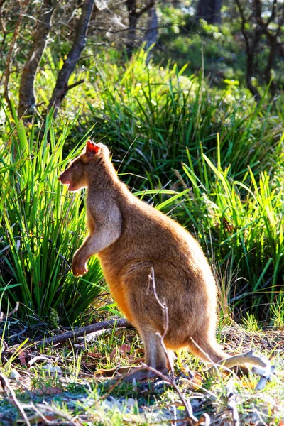 Wallaby Australien Agile Sur Plage Parc National Jervis Bay Nouvelle — Photo