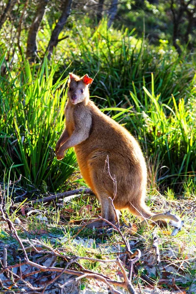 Wallaby Ágil Australiano Playa Parque Nacional Jervis Bay Nueva Gales — Foto de Stock