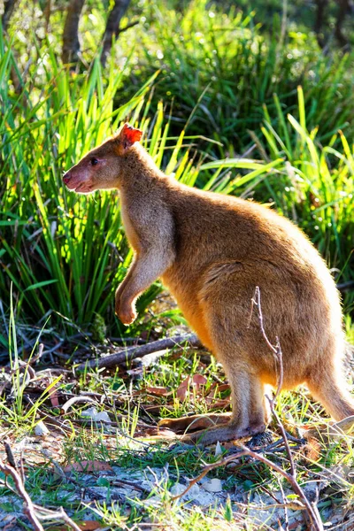 Wallaby Ágil Australiano Playa Parque Nacional Jervis Bay Nueva Gales — Foto de Stock