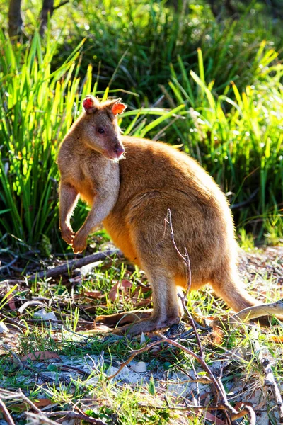 Wallaby Ágil Australiano Playa Parque Nacional Jervis Bay Nueva Gales — Foto de Stock