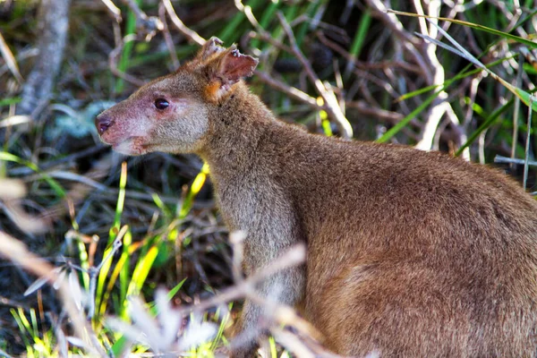 해변의 왈라비입니다 Jervis Bay National Park New South Wales Australia — 스톡 사진