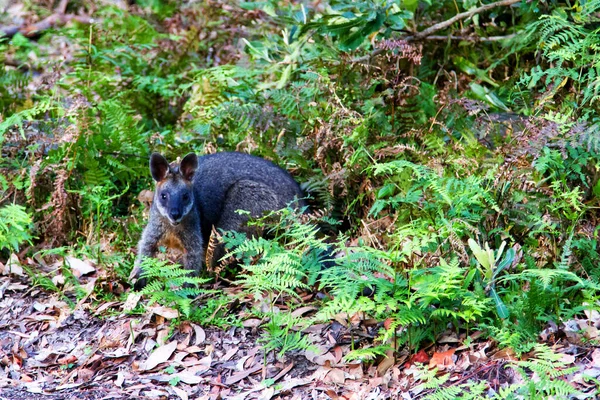 Wallaby Australien Agile Dans Une Forêt Parc National Jervis Bay — Photo