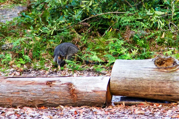 Wallaby Australien Agile Dans Une Forêt Parc National Jervis Bay — Photo