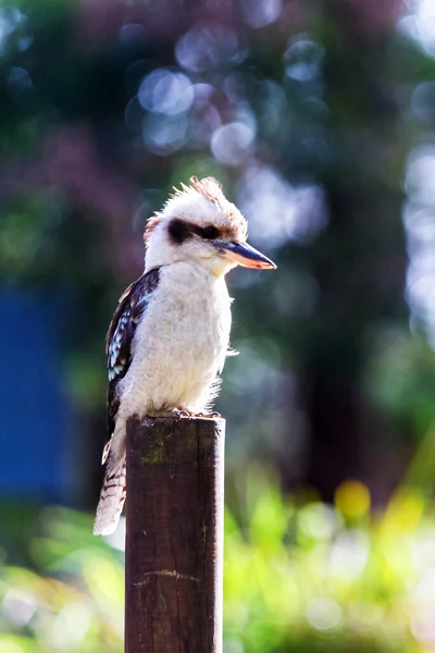 Skrattande Kookaburra Fågel Sitter Abborre — Stockfoto