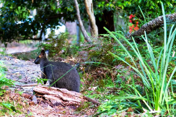 Wallaby Australien Agile Dans Une Forêt Parc National Jervis Bay — Photo