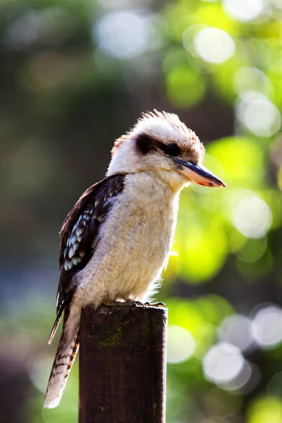 Laughing Kookaburra bird sitting on a perch.