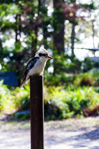 Riendo Pájaro Kookaburra Sentado Una Percha — Foto de Stock