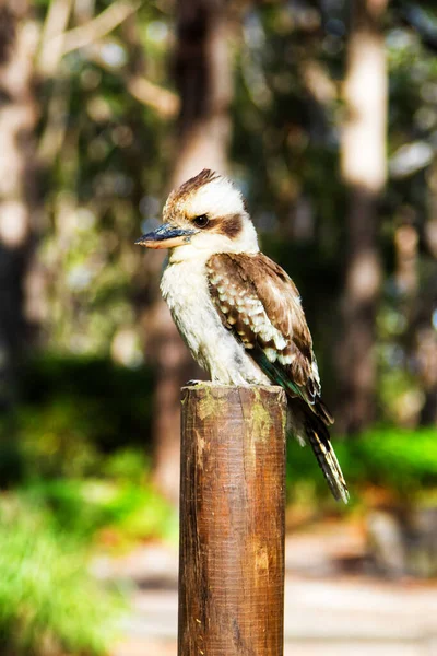 Laughing Kookaburra Bird Sitting Perch — Stock Photo, Image