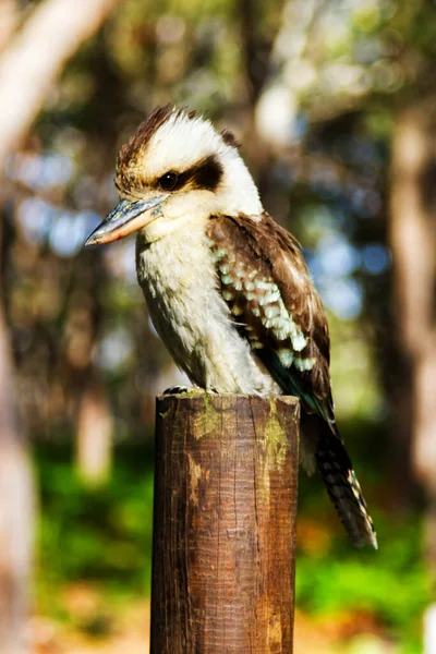 Laughing Kookaburra bird sitting on a perch.