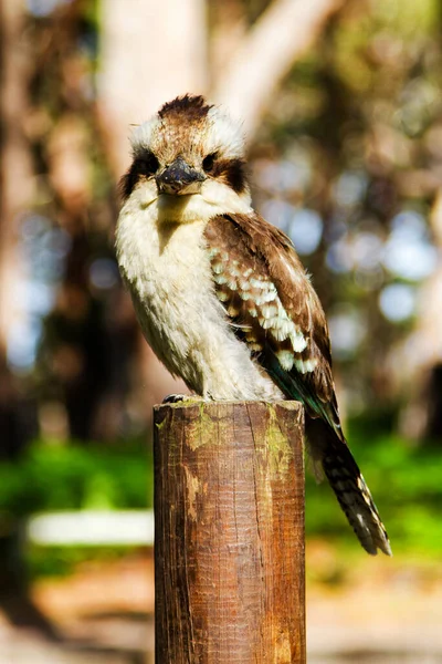 stock image Laughing Kookaburra bird sitting on a perch.