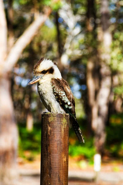 Laughing Kookaburra bird sitting on a perch.