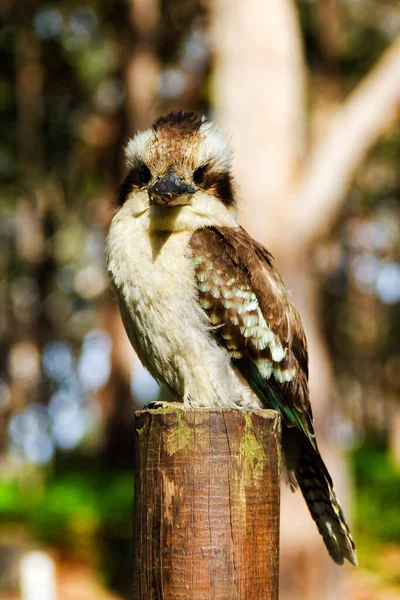 Laughing Kookaburra Bird Sitting Perch — Stock Photo, Image