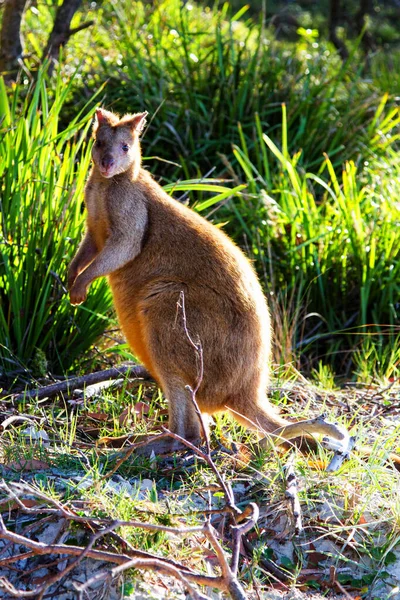 Wallaby Ágil Australiano Playa Parque Nacional Jervis Bay Nueva Gales — Foto de Stock