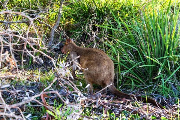 Wallaby Australien Agile Sur Plage Parc National Jervis Bay Nouvelle — Photo
