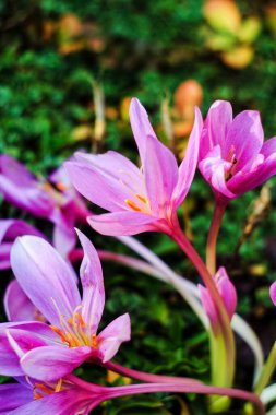 Sonbahar krokusu (Colchicum Autumnale)