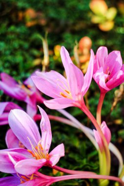 Sonbahar krokusu (Colchicum Autumnale)