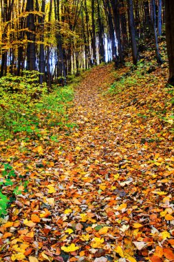 Sonbahar ormanının içinden geçen yol