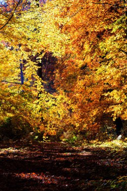 Sonbahar ormanının içinden geçen yol