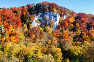 Sonbahar ormanı ve beyaz kaya, Ojcowski Ulusal Parkı, Ojcow, Polonya
