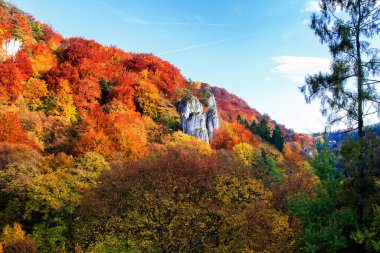 Sonbahar ormanı ve beyaz kaya, Ojcowski Ulusal Parkı, Ojcow, Polonya